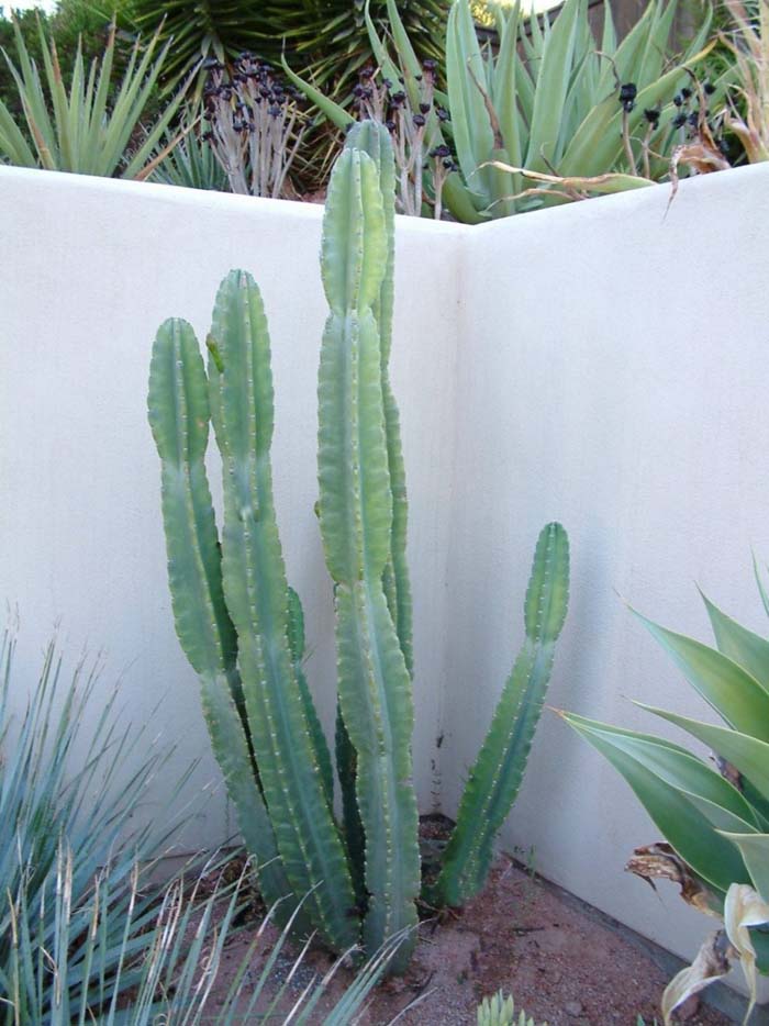 dracaena marginata schädlinge Tipps zur Pflege deiner Pflanze : Dracaena Marginata – PflanzenFuerAlle