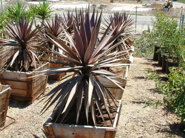 Cordyline baueri