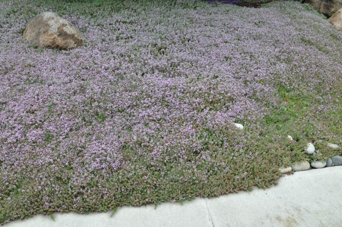 Reiter's Creeping Thyme