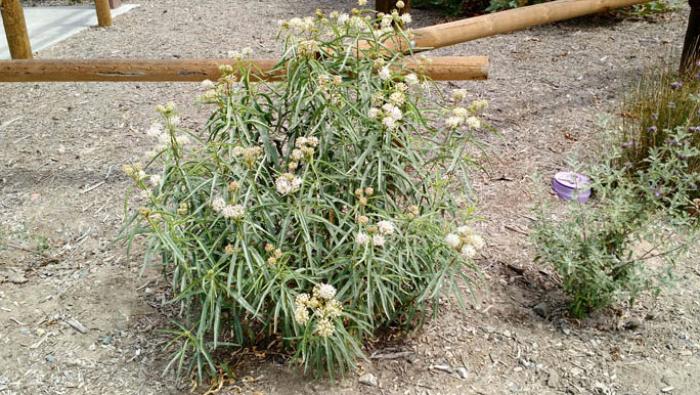 Asclepias fascicularis