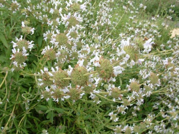 Plant photo of: Salvia mellifera