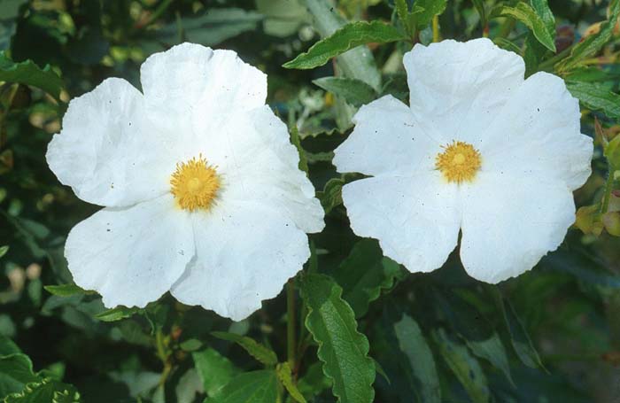 Cistus 'Blanche'