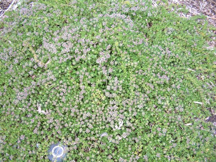 Elfin Creeping Thyme