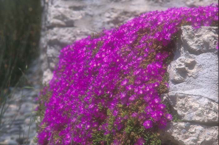 Drosanthemum floribundum