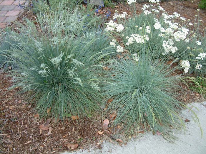 Blue Fescue, Blue Fescuegrass