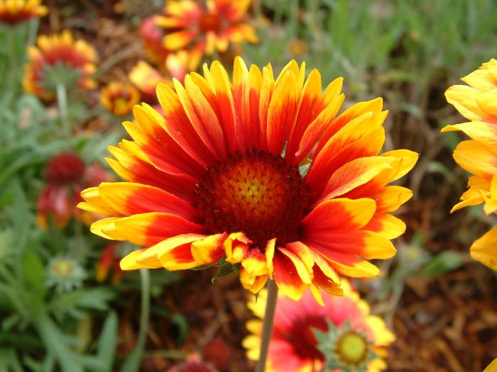 Plant photo of: Gaillardia X grandiflora