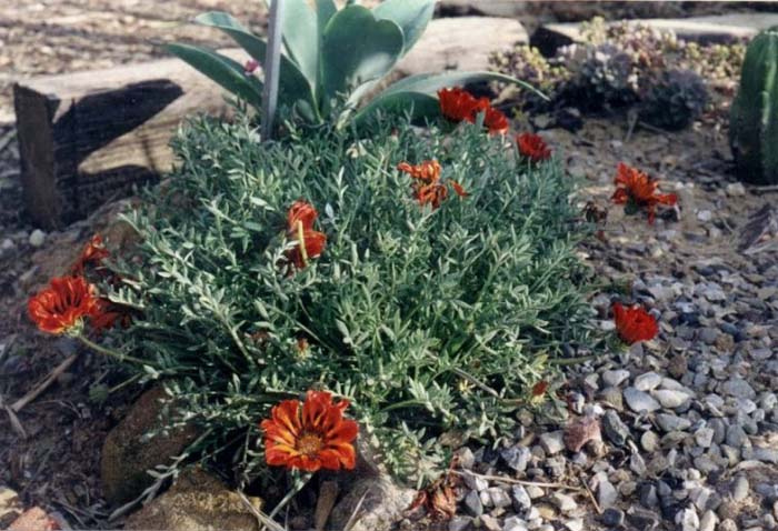 Trailing Gazania, Treasure Flower