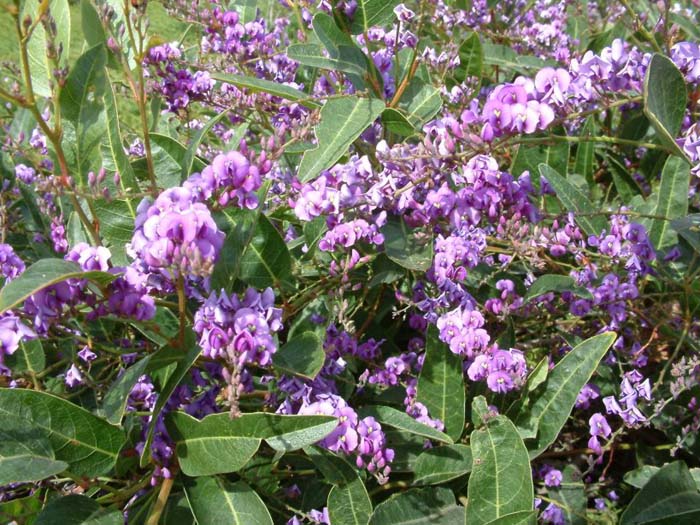 Happy Wanderer Coral Pea