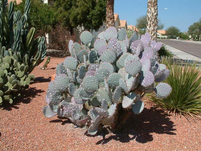 Plant photo of: Opuntia macrocentra 'Tubac'