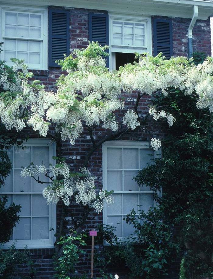 White Chinese Wisteria