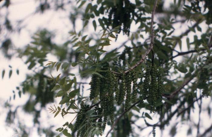 Juglans californica