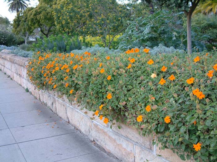 Plant photo of: Thunbergia gregorii