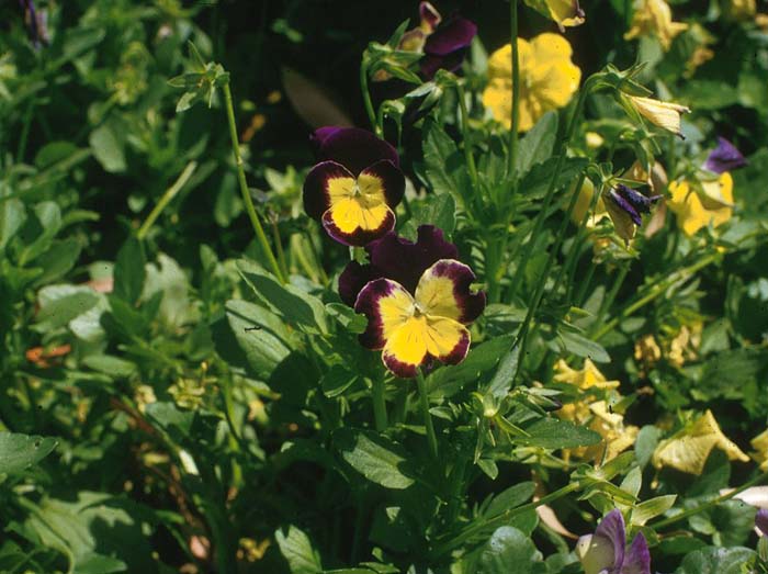 Viola tricolor