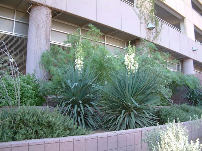 Plant photo of: Yucca baccata