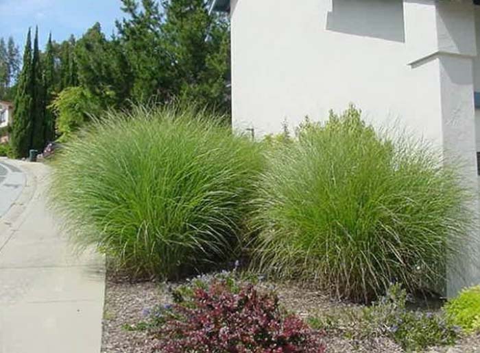 Plant photo of: Miscanthus 'Adagio'