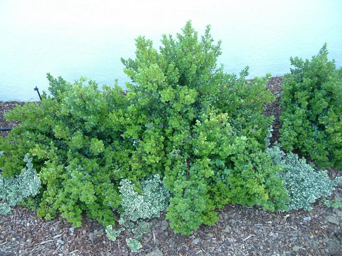 Buxus sempervirens