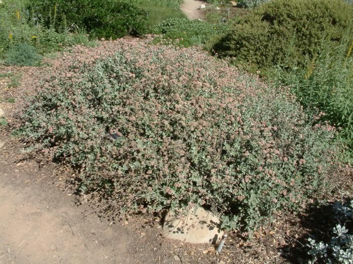 Ashyleaf Buckwheat