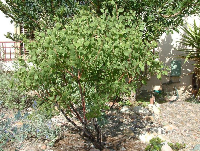 Arctostaphylos glauca