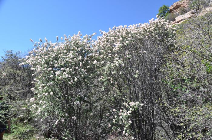 Ceanothus crassifolius