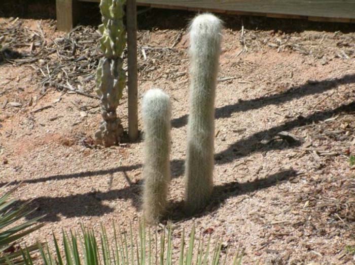 Cephalocereus senilis