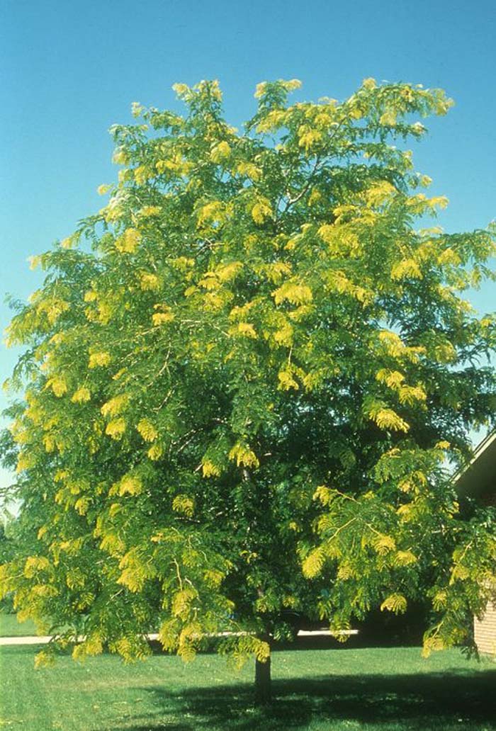 Gleditsia tricanthos inermis 'Sunburst'