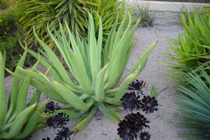 Plant photo of: Agave vilmoriniana