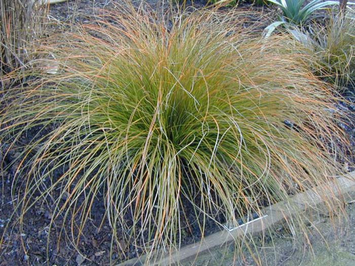 Carex testacea