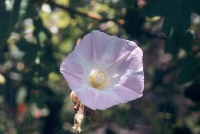 Anacapa Island Pink Morning Glory