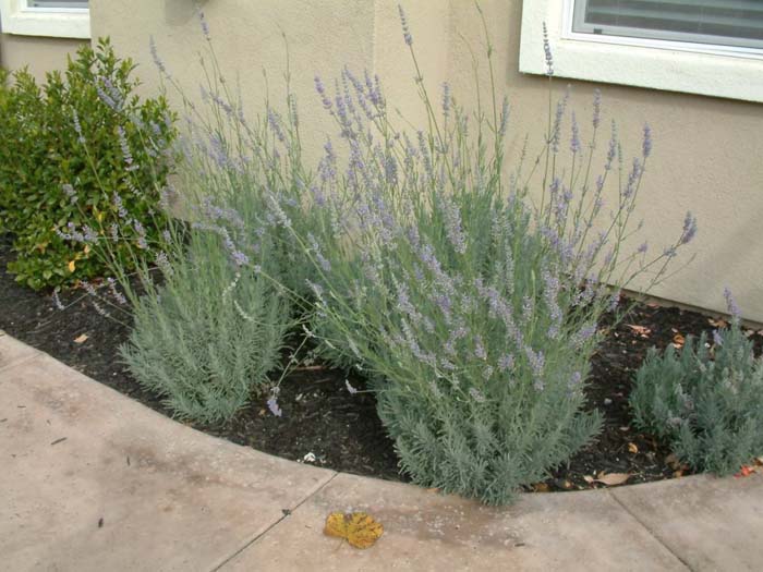 Lavandula X intermedia