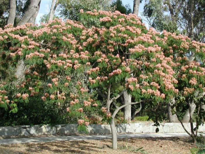 Albizia julibrissin