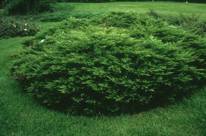 Juniperus sabina 'Arcadia'