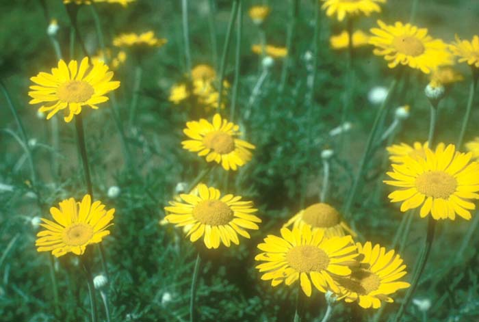 Anthemis tinctoria