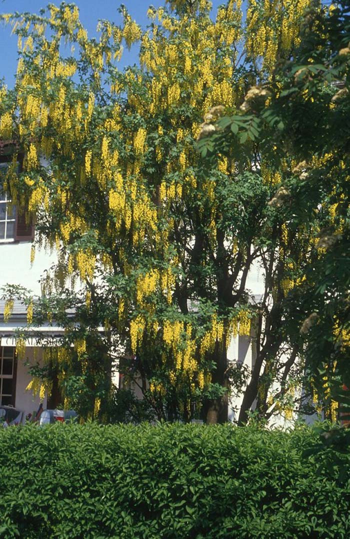 Laburnum X watereri 'Vossii'