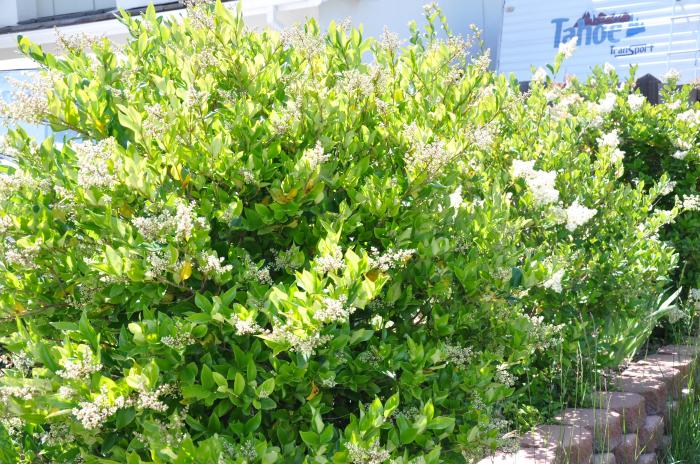 Ligustrum japonicum 'Texanum'