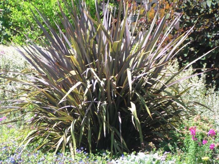 Phormium tenax 'Atropurpureum'