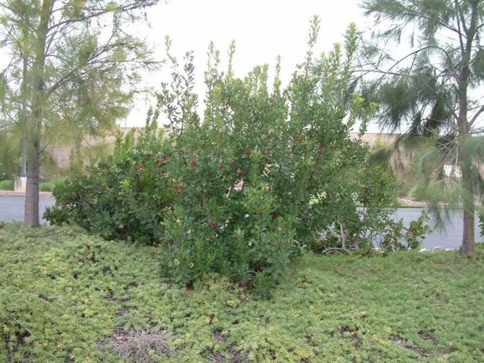 Plant photo of: Heteromeles arbutifolia