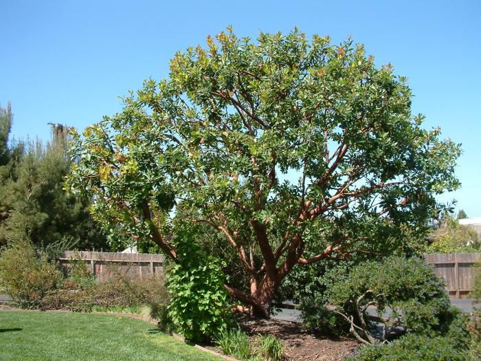 Arbutus menziesii