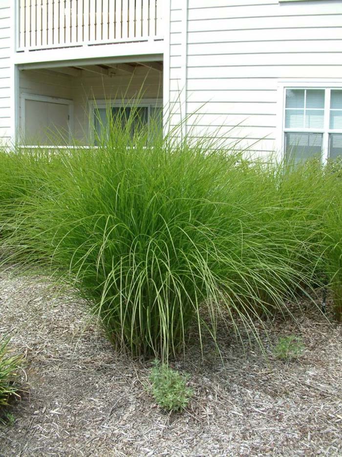 Miscanthus  'Gracillimus'