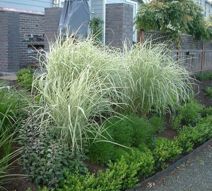 Plant photo of: Miscanthus 'Variegatus'