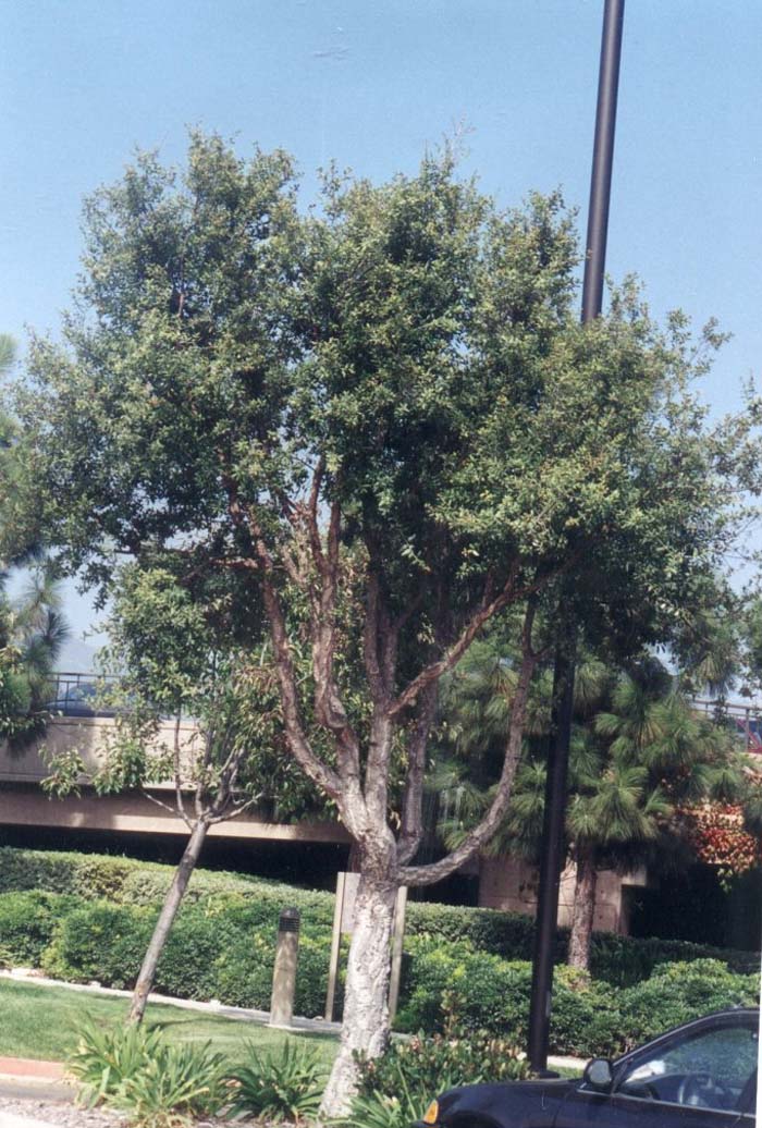 Plant photo of: Quercus suber