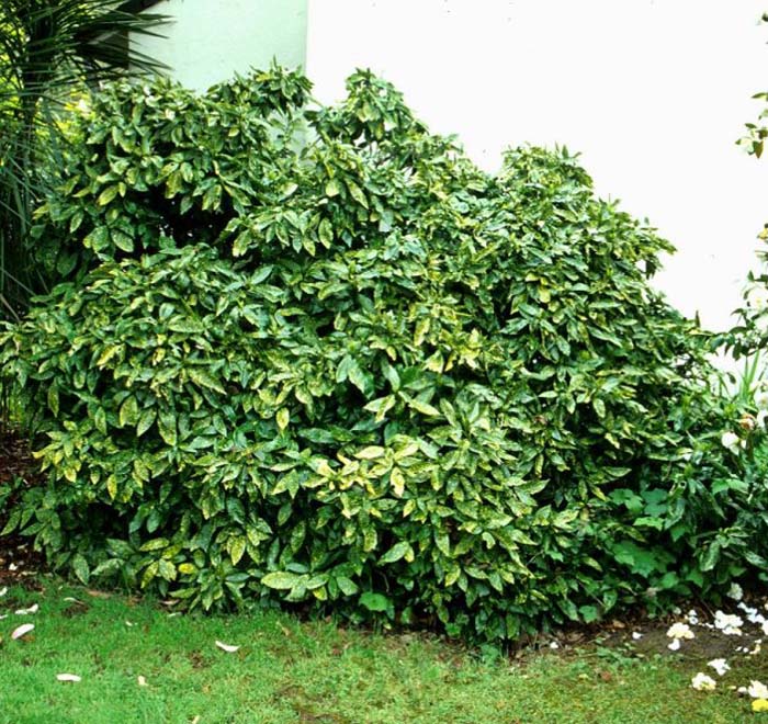 monkey mask variegata Monstera adansonii Variegata main image 1