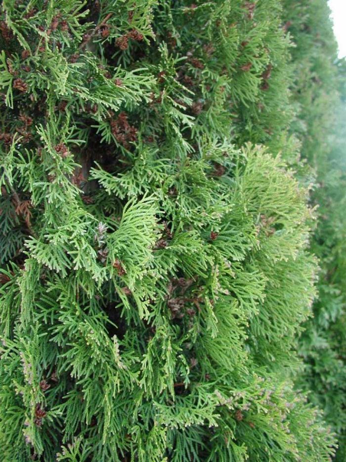 American Arborvitae