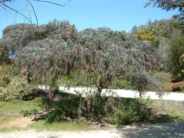 Plant photo of: Acacia baileyana 'Purpurea'