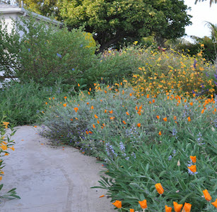 California Native Yard