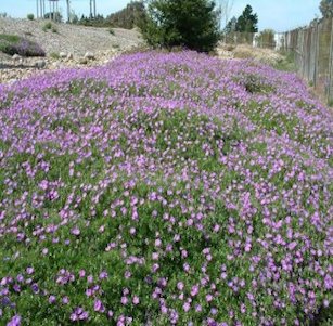 Low Water Ground Covers