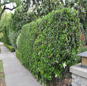 Hedges