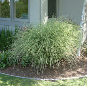 Ornamental Grasses & Clumping Plants