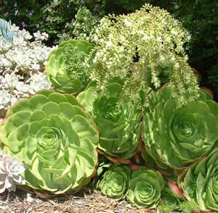 Succulents