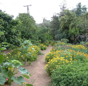 Sycamore Shade Garden