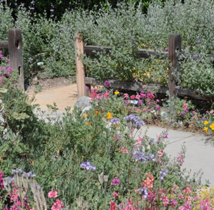 Picket Fence Native Garden